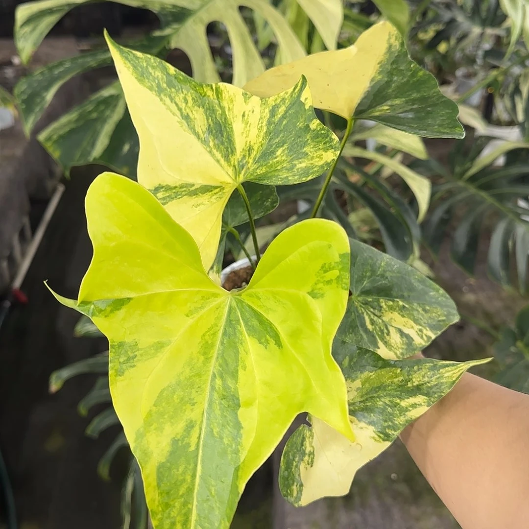 完全开放翼龙锦花烛，翼龙锦