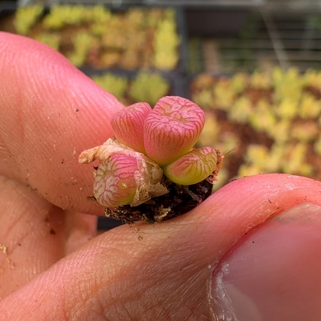 云缦精品番杏20.46