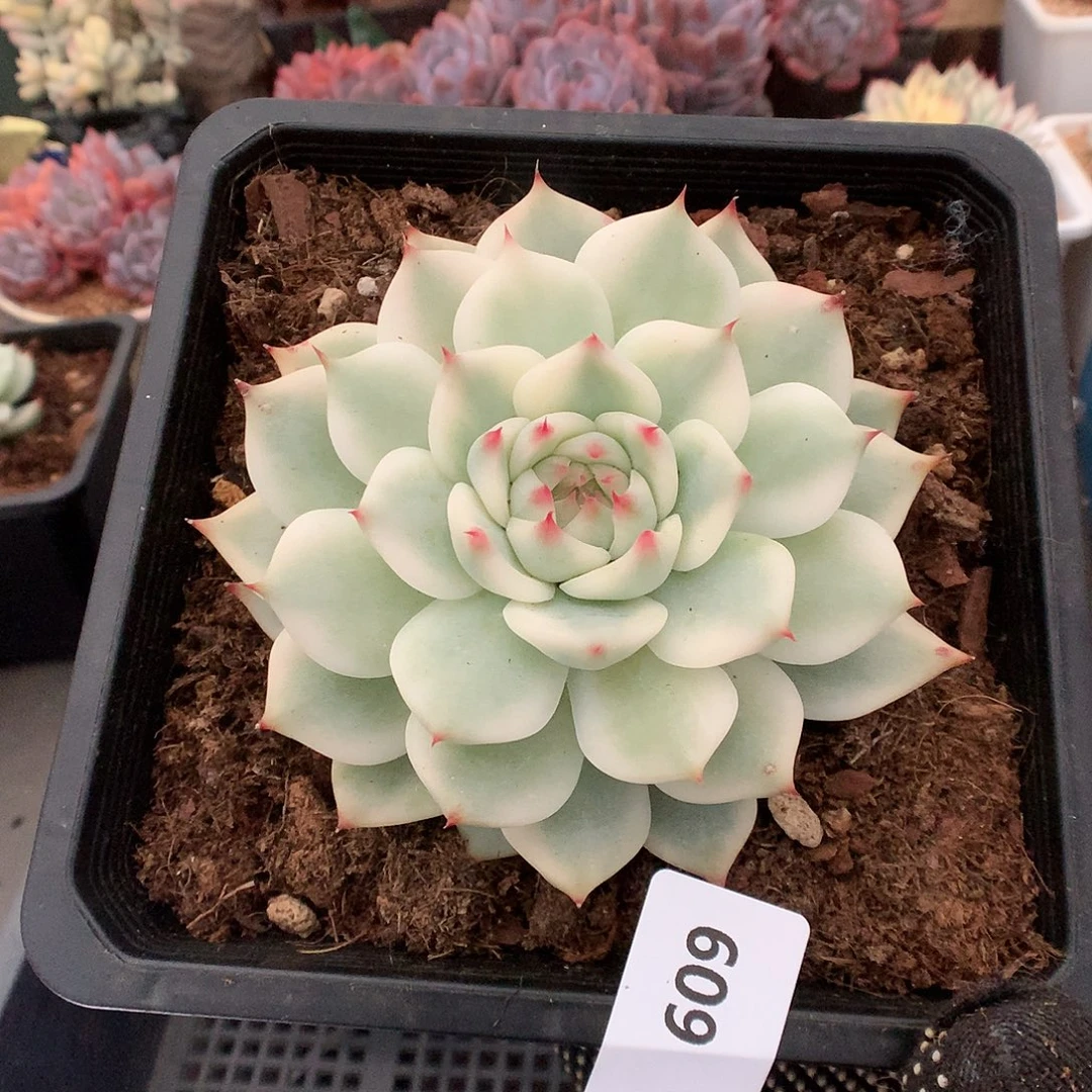 609吉娃娃锦多肉植物666