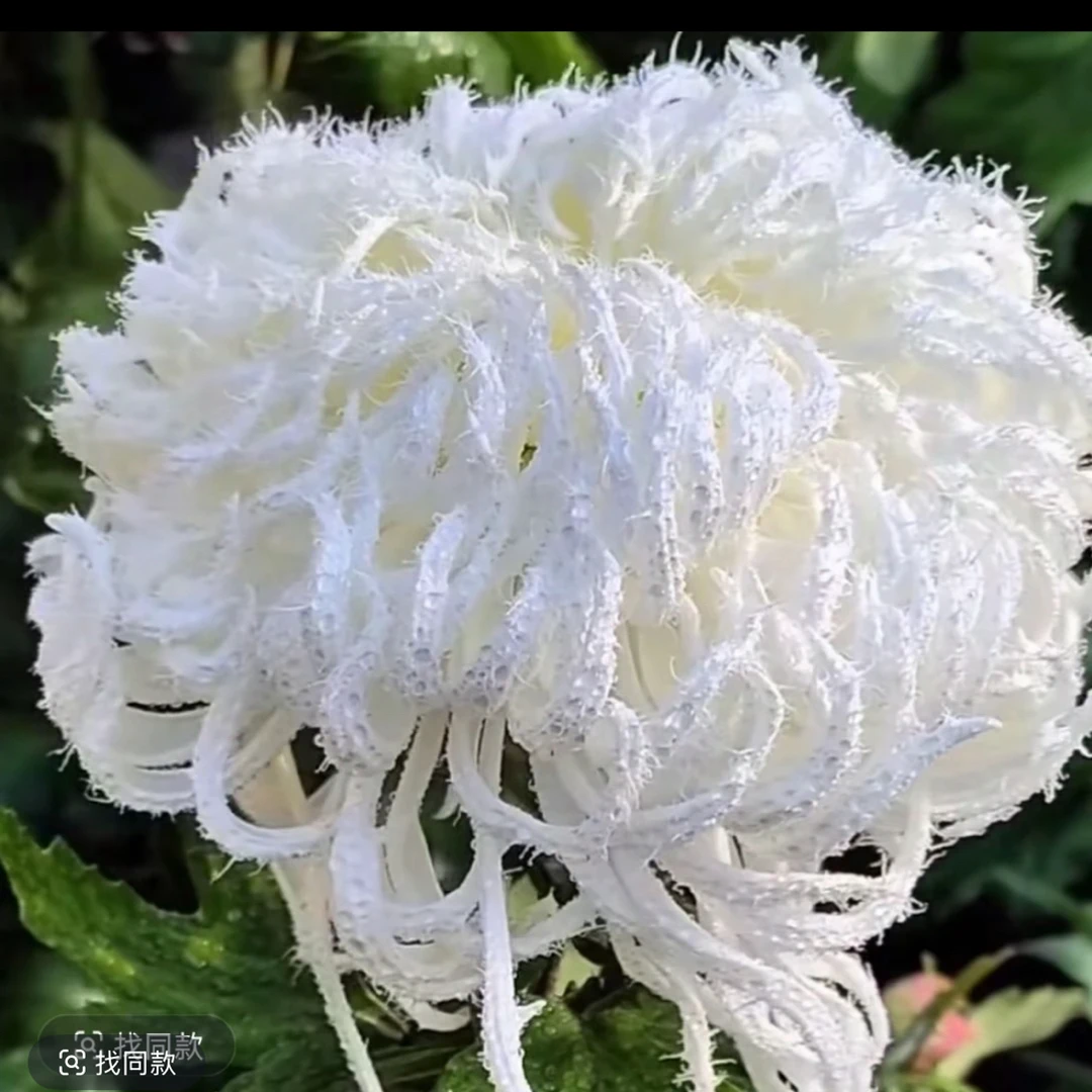 九月大花菊《琼岛三友》菊花大苗 毛茸茸的感觉
