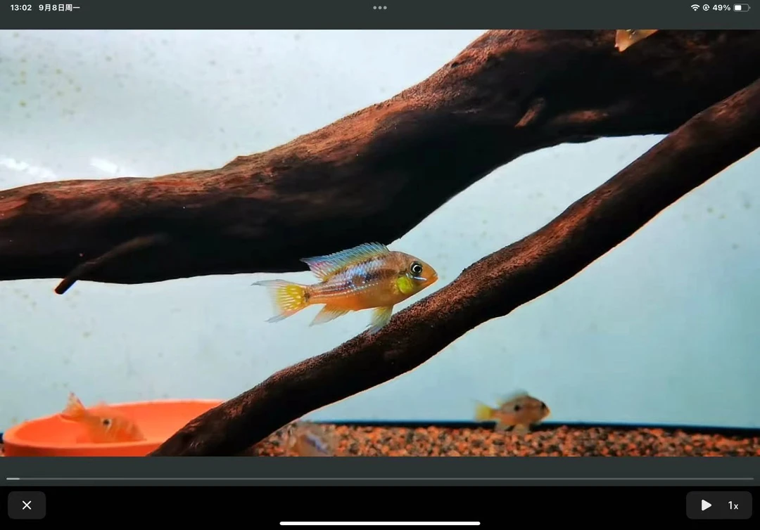 【老吴精选好物】紫艳宝石鱼（三单发货）