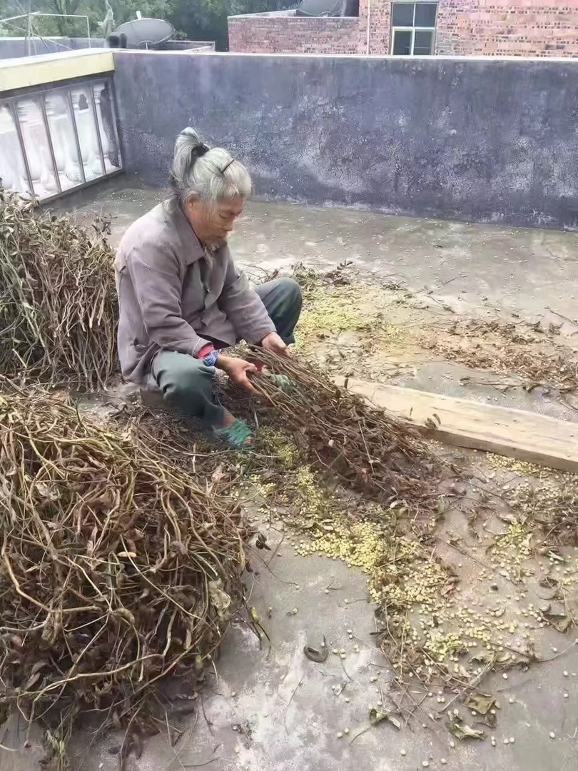 江西赣南农家自种自留种黄豆青豆