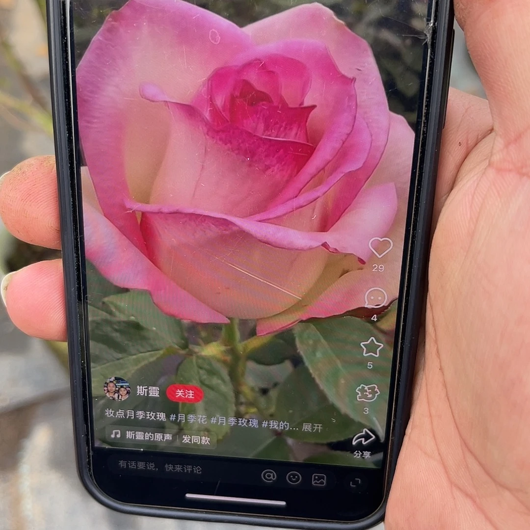 无花朵———-妆点 福利款 大苗