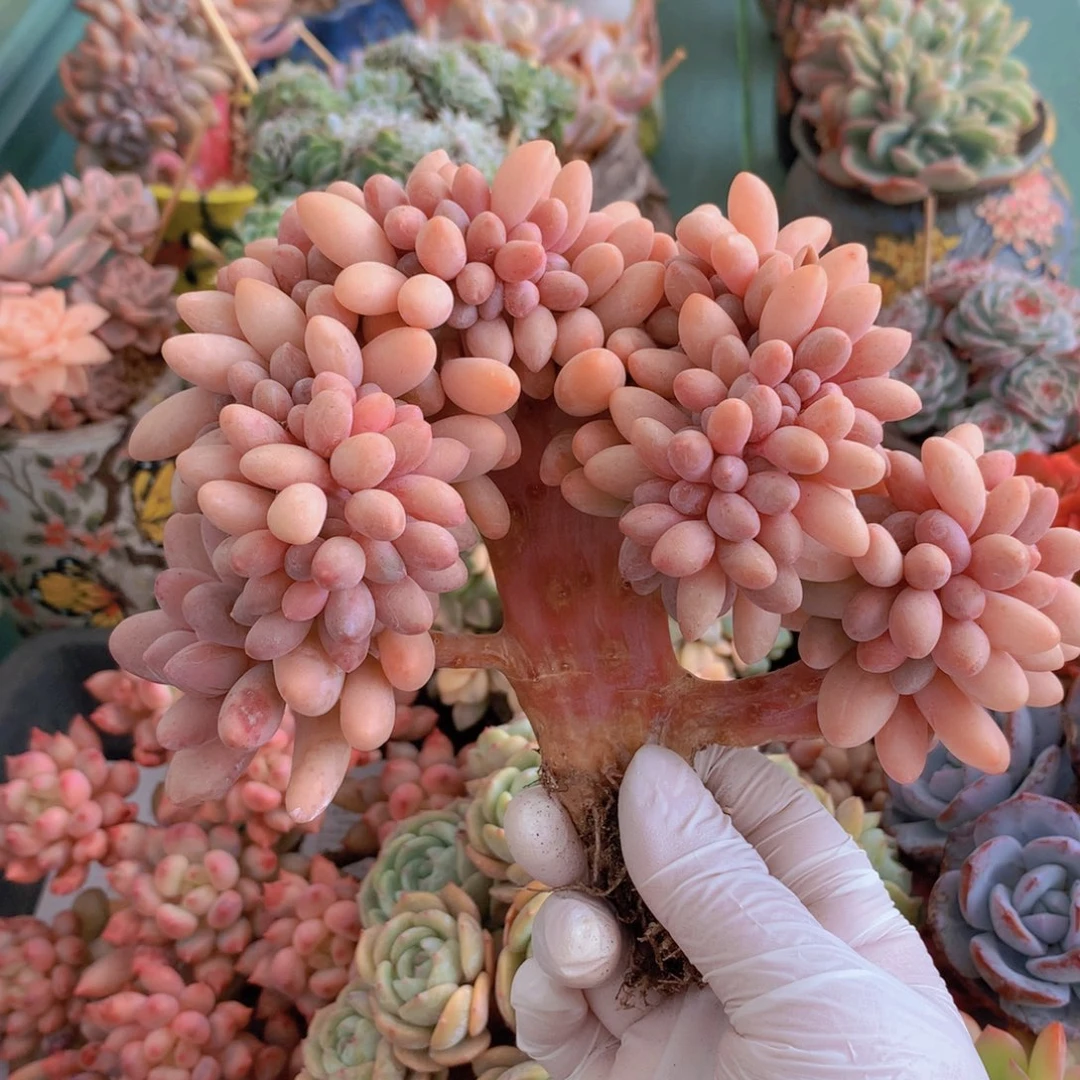 粉色恋人无砍自然群