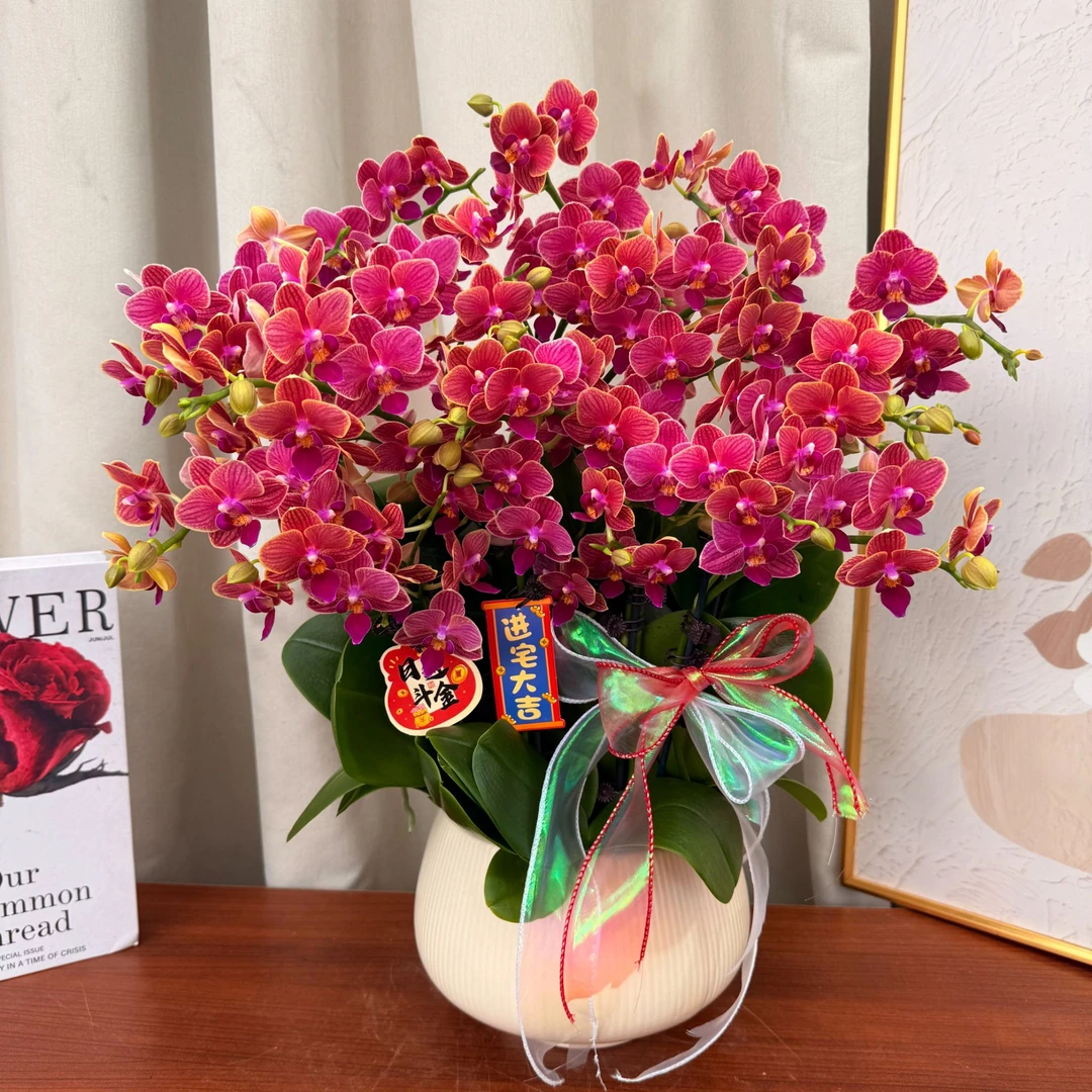 蝴蝶蘭《金边玲珑》独有纹理 红心金边 蜡质花瓣