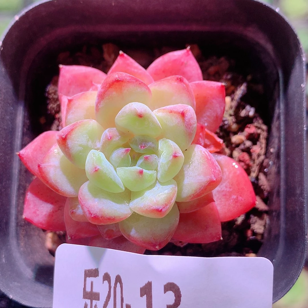 乐然20-13 秋池单头