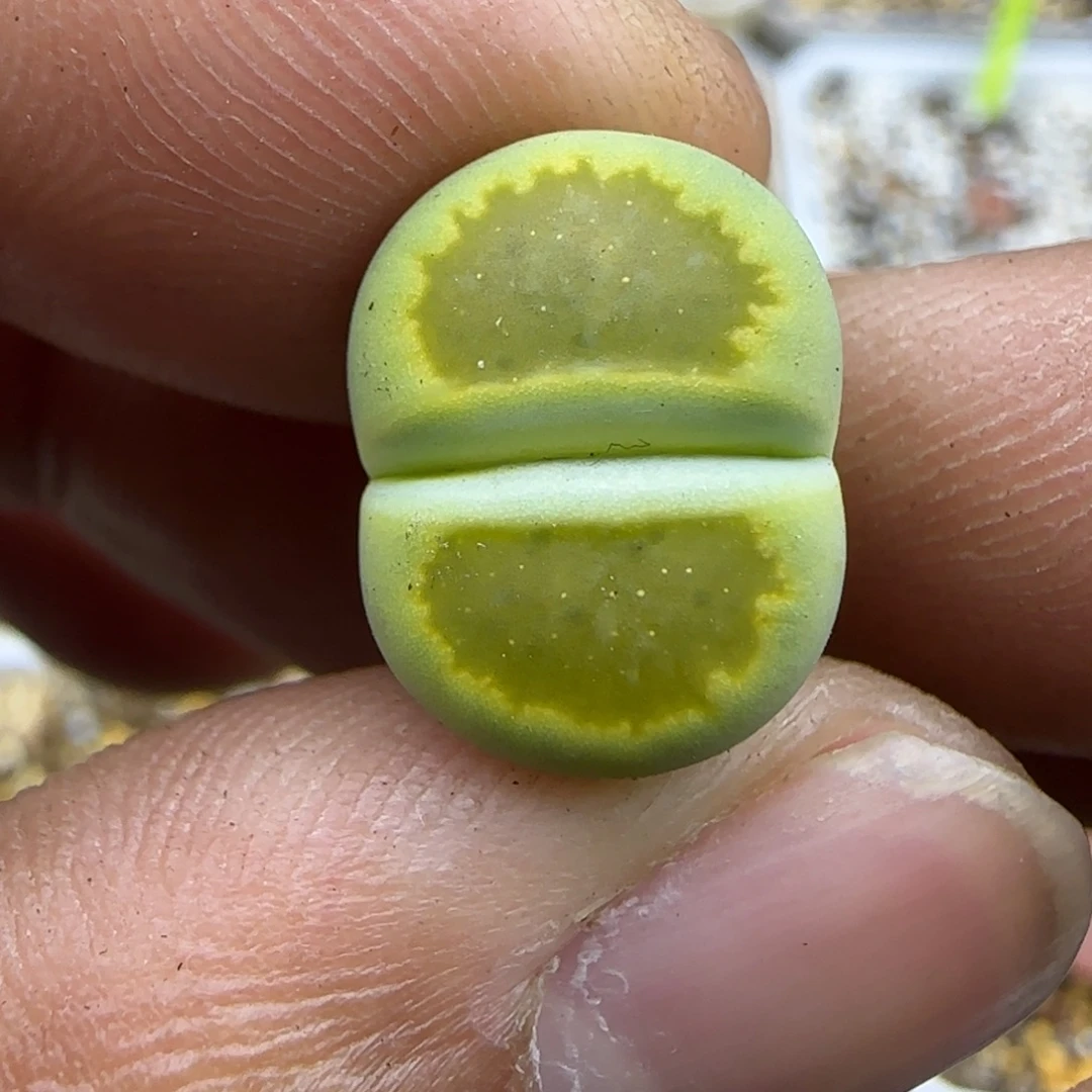 671 生石花大棚直播