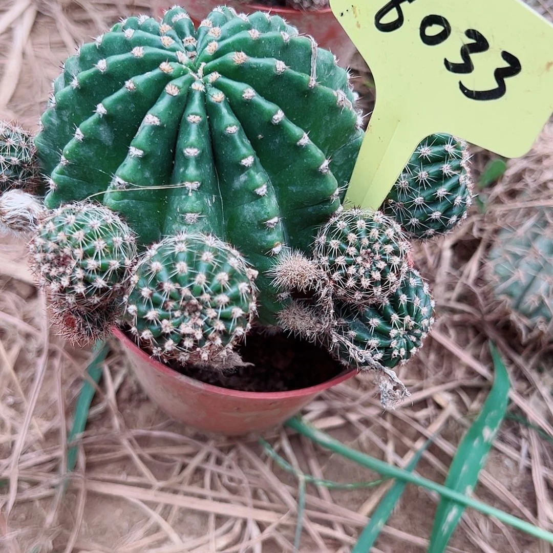 浓桃金8033侧芽 满20包邮
