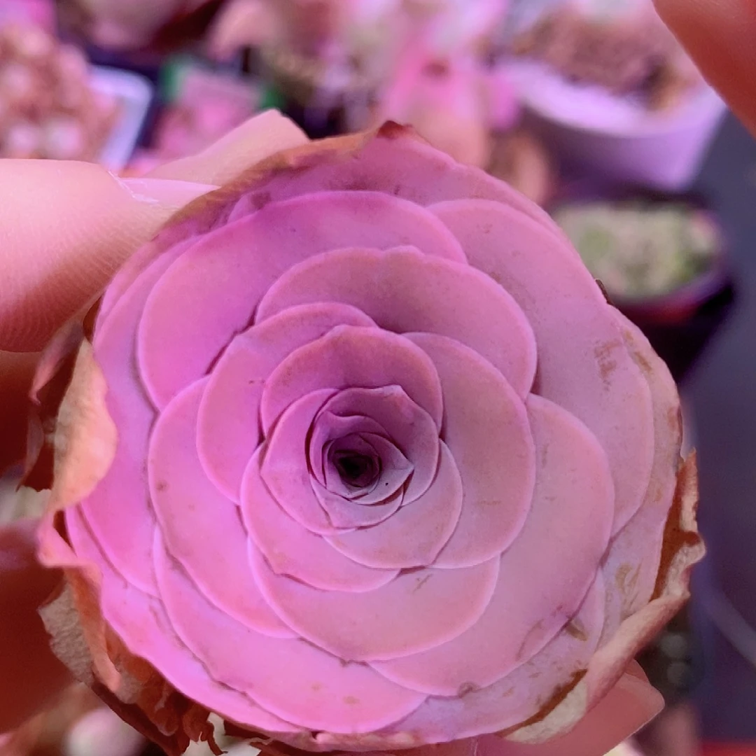 绮梦晨光单头一物一拍375