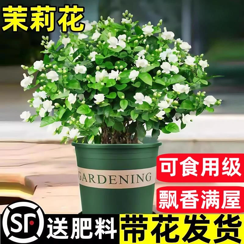 茉莉花苗盆栽带花苞九里香老桩驱蚊水培栀子花卉绿植物室内四季开