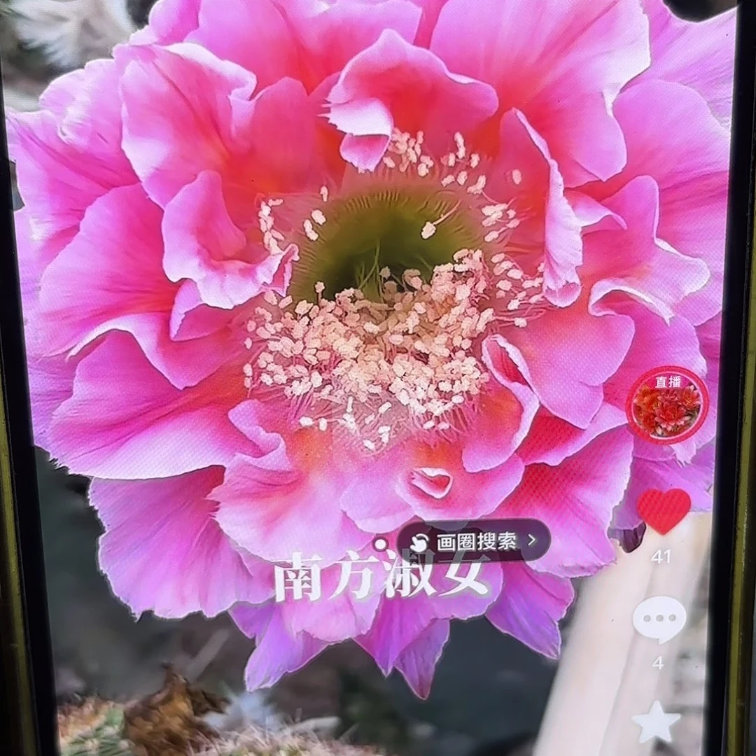 歪南方淑女彩公分左右20包邮16