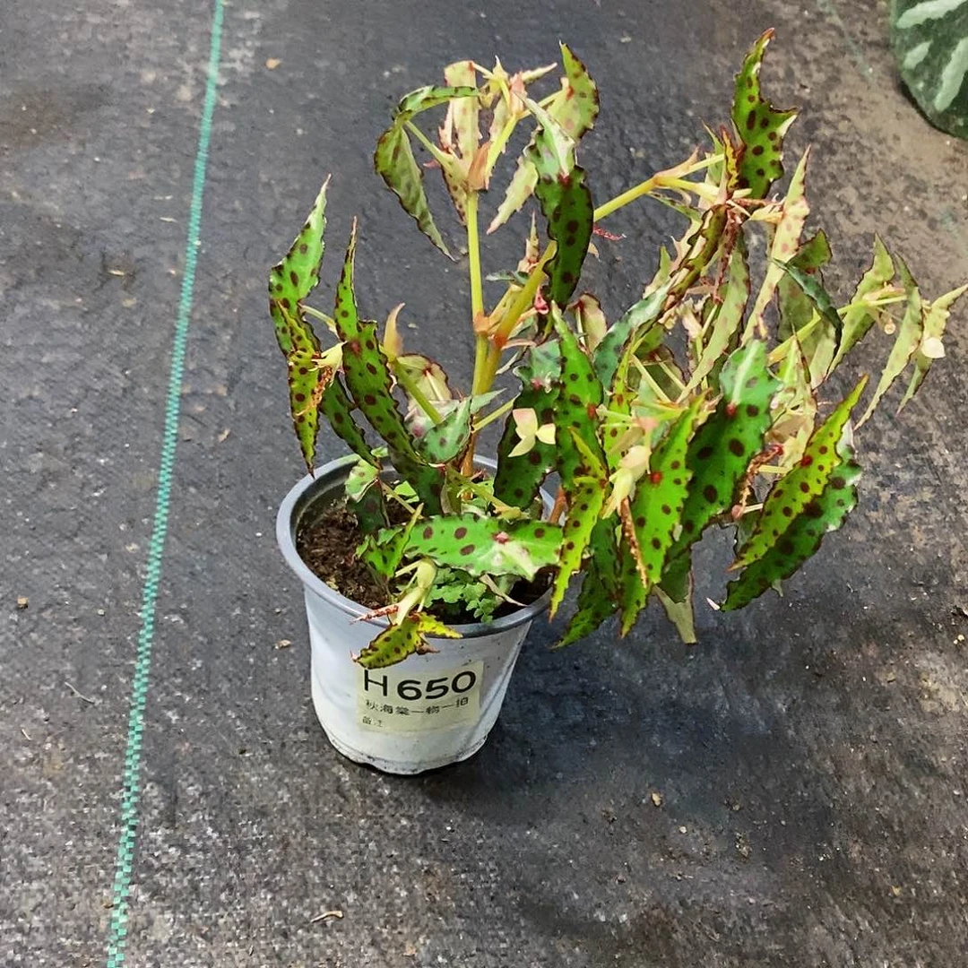 不开花植物是**吖秋海棠650