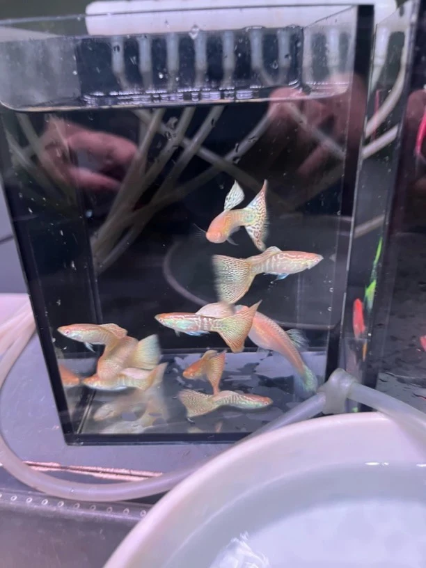 超大背蛇王白蕾丝孔雀鱼种鱼热带淡水鱼胎生小鱼