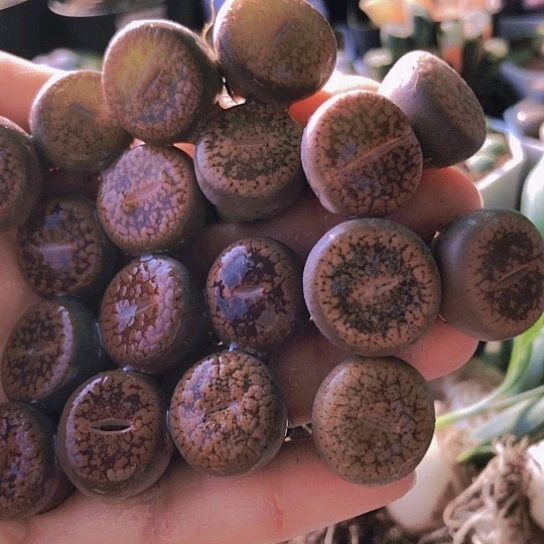 无花朵1230，18颗1.7厘米左右