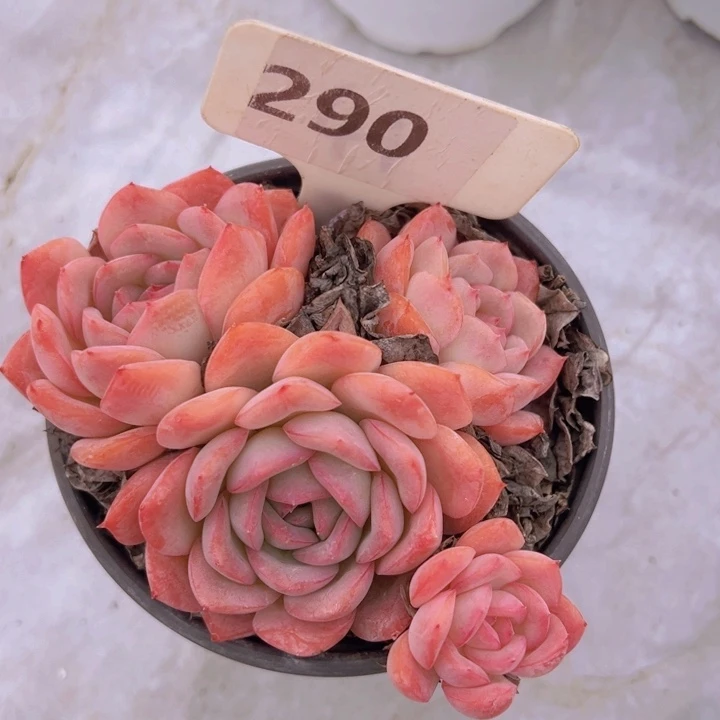 健健康康平平安安