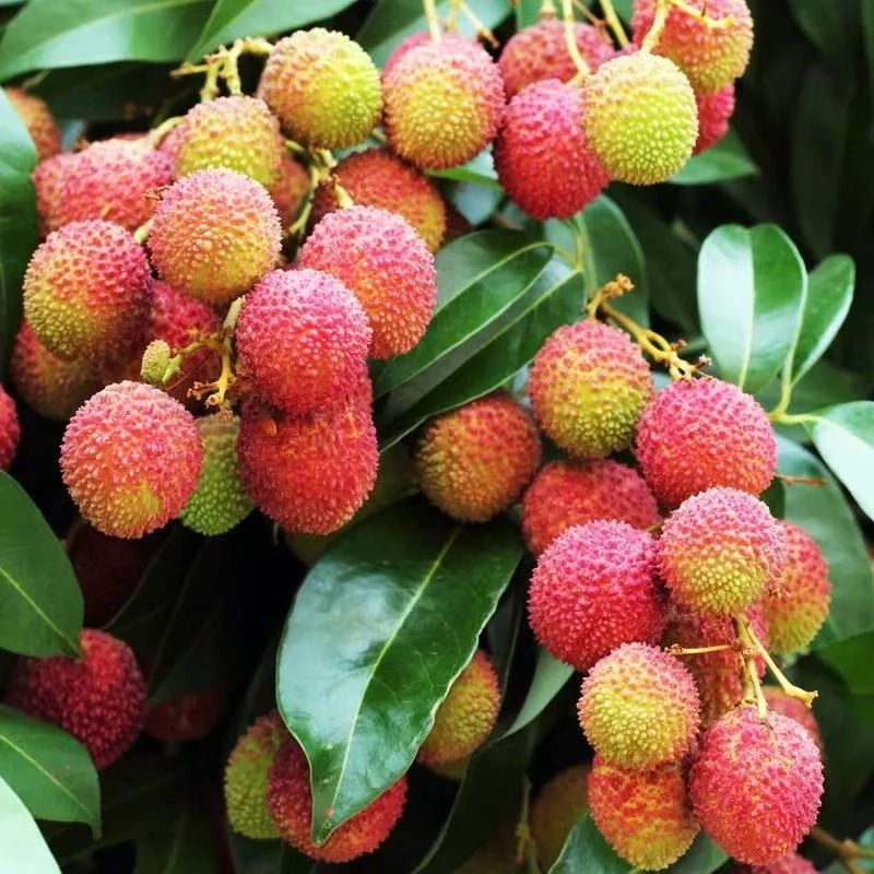 【1小时送到】妃子笑荔枝3斤皮薄水多核小【到货24小时售后 超24无售】广东省