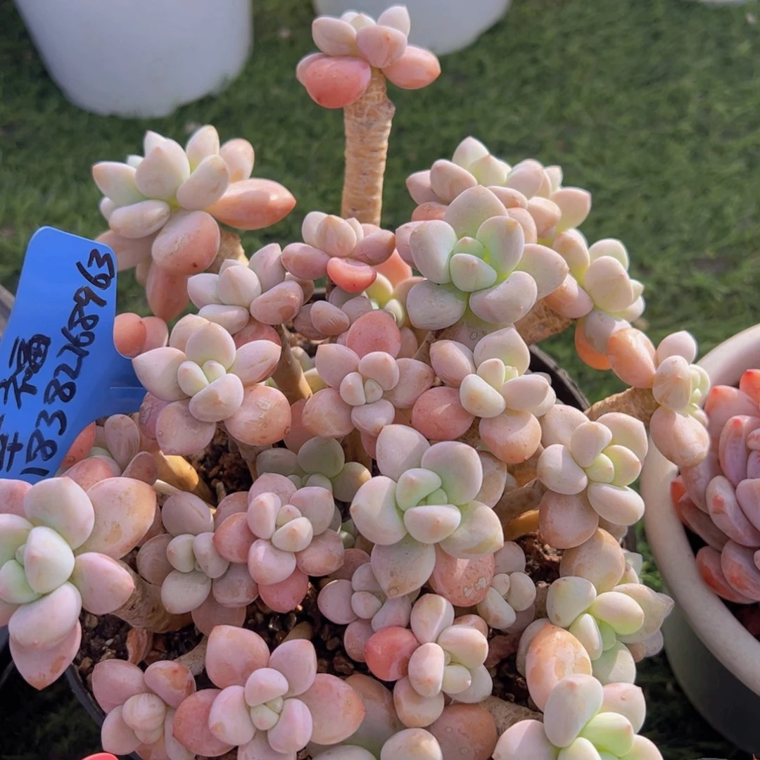 福利来了来了来了打