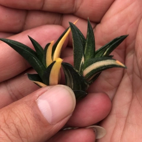 龙城锦侧牙无根2颗
