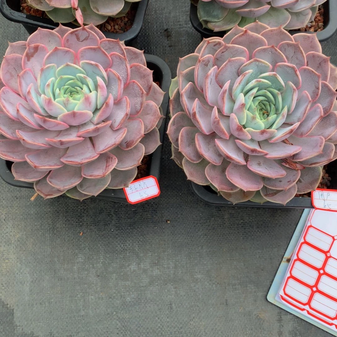 杂交111111111111111