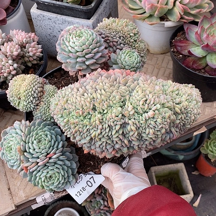 小七夕多肉白胖子缀07