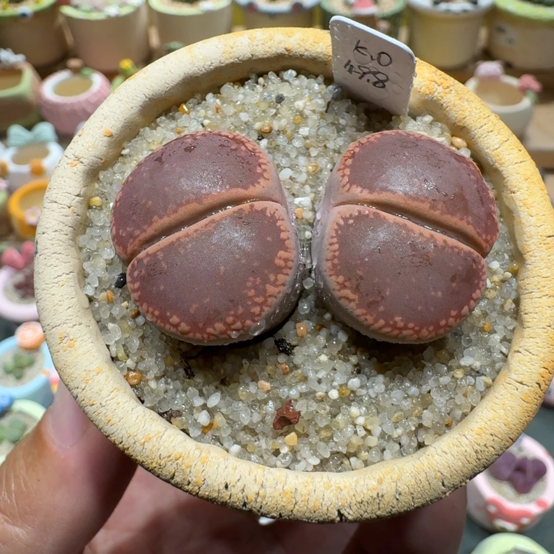 蘑菇1112ko多肉植物