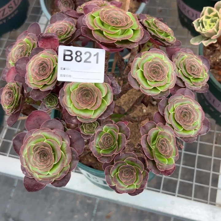 821魅金玫瑰朵朵25厘米左右
