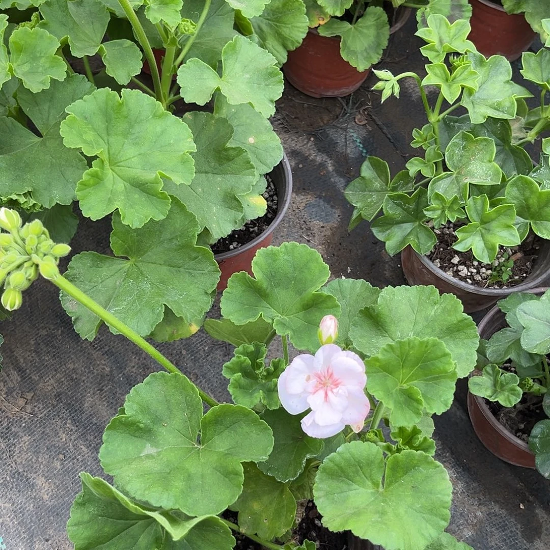 大部分花苞少量开放棉花糖