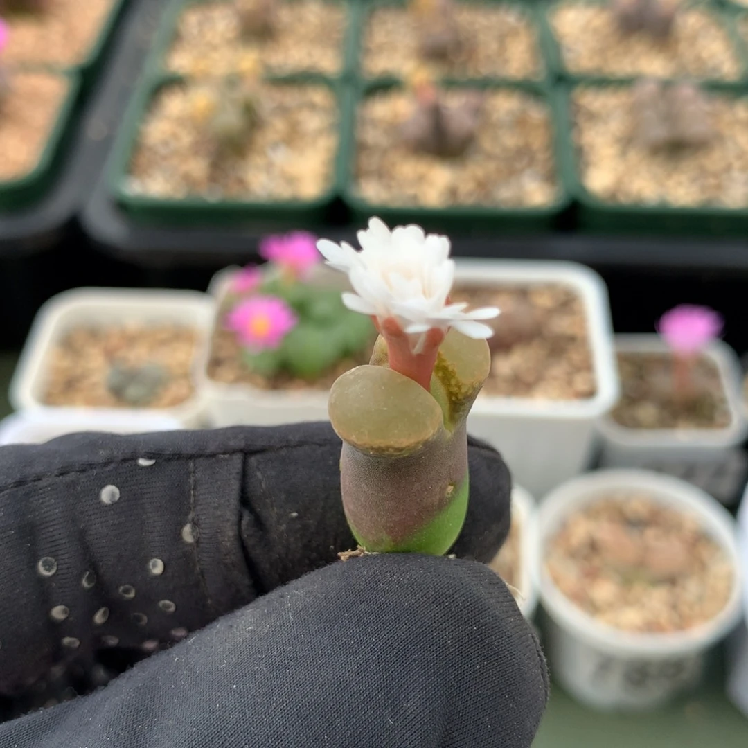 949温巴德c10母本