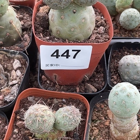 ℋ****࿐447号米奇习志野