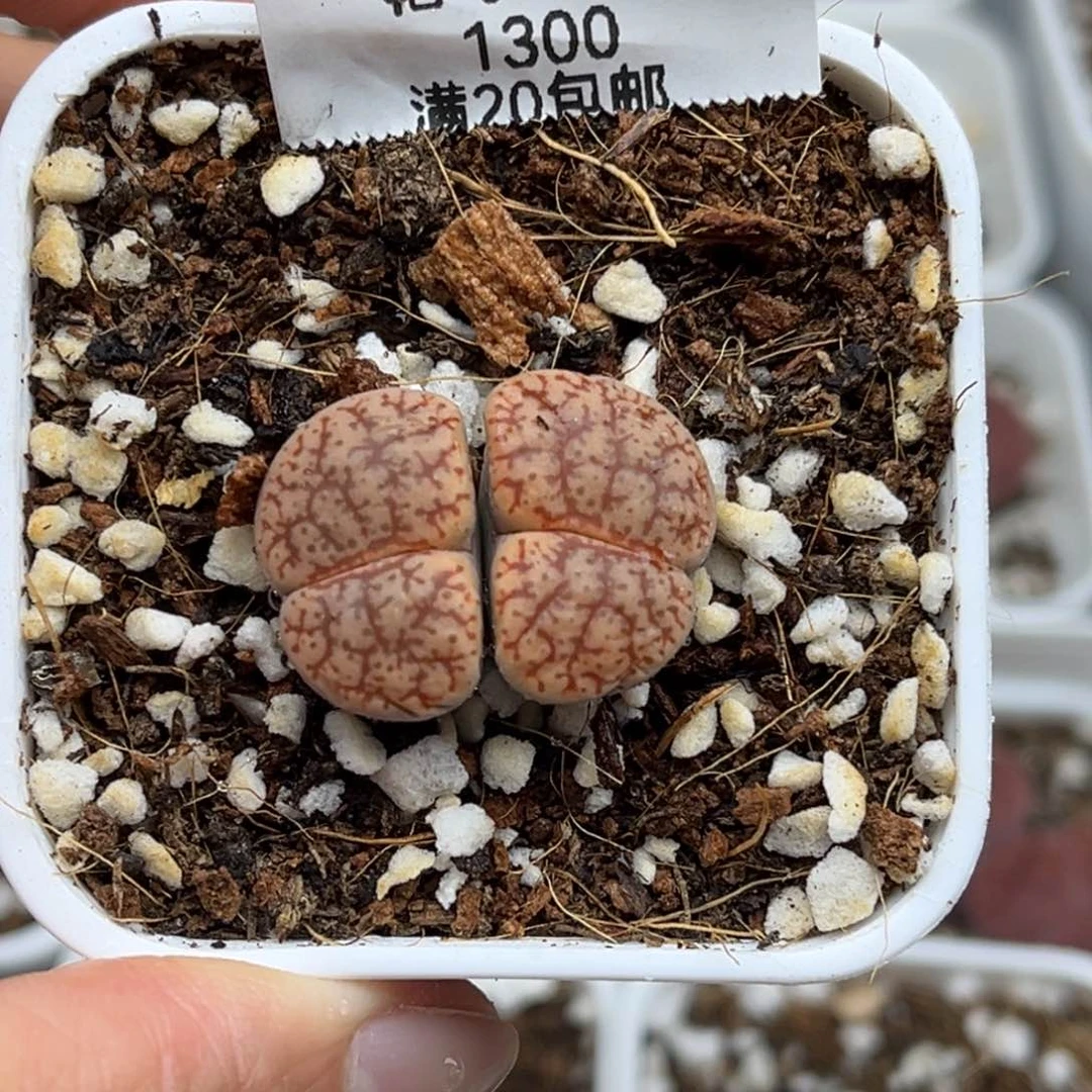 1300号一颗血丝粉曲生石花