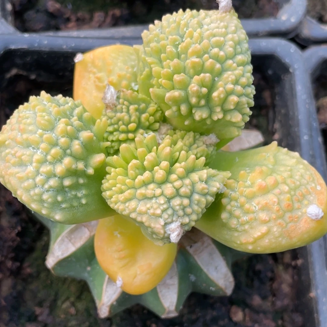 全部花朵炸犹哥怒锦030