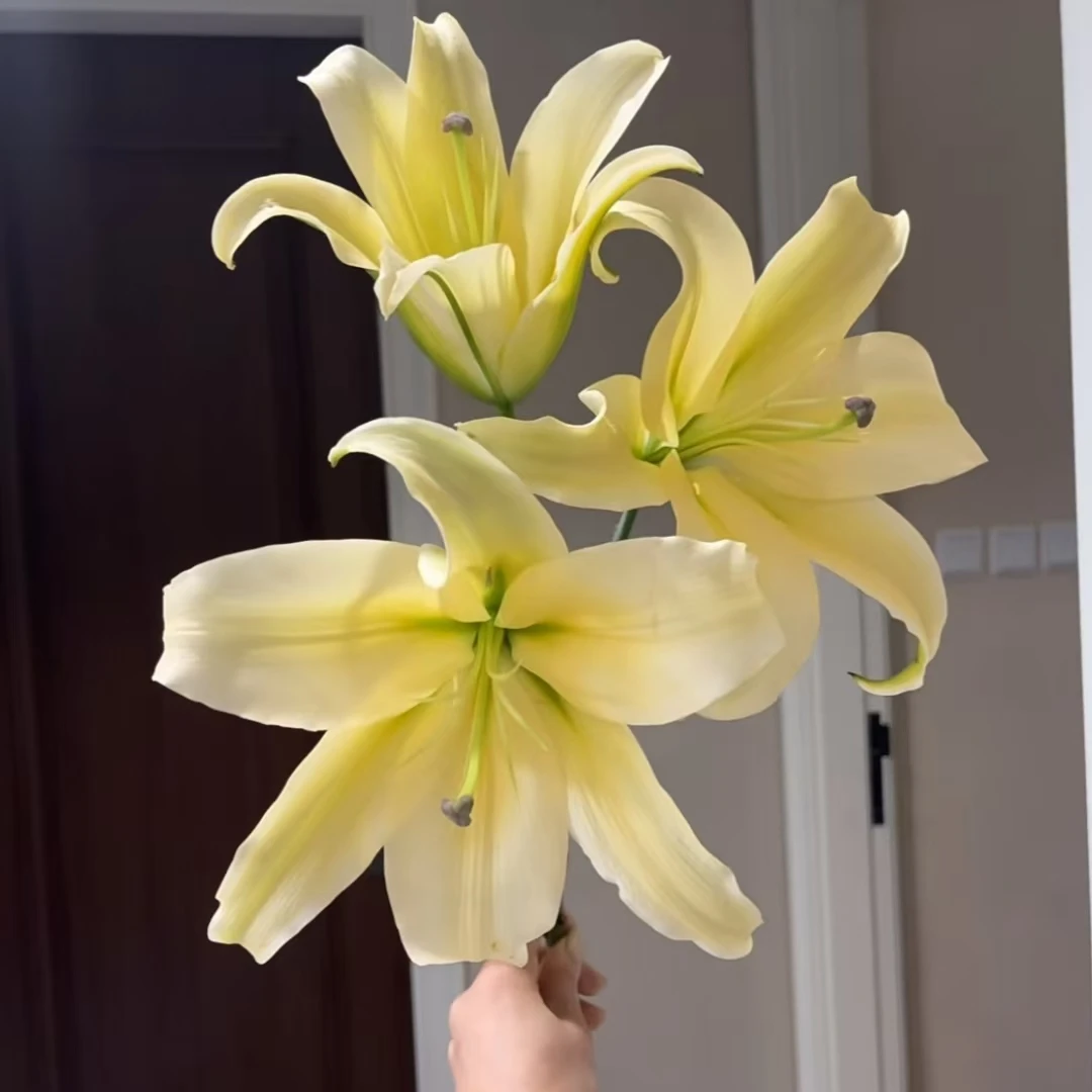 黄帝【黄色系百合】 【0度以下气温不拍保温棉不售后】