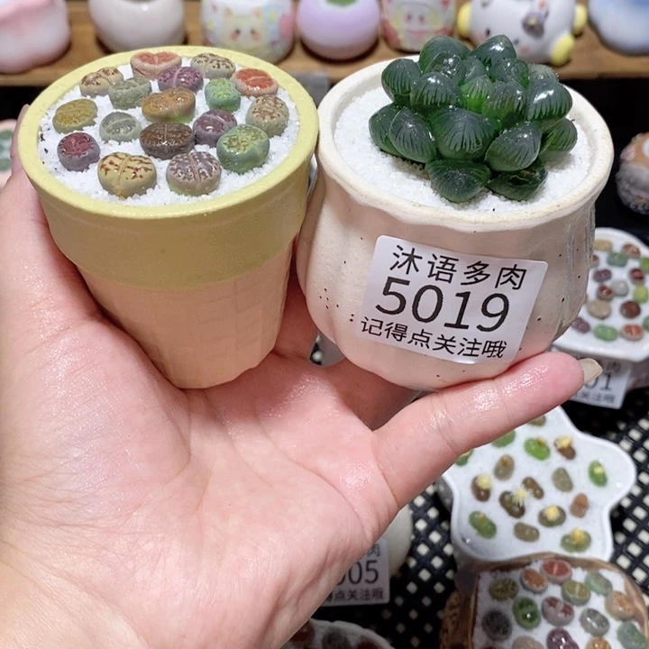 带盆土植物 一物一拍 5019