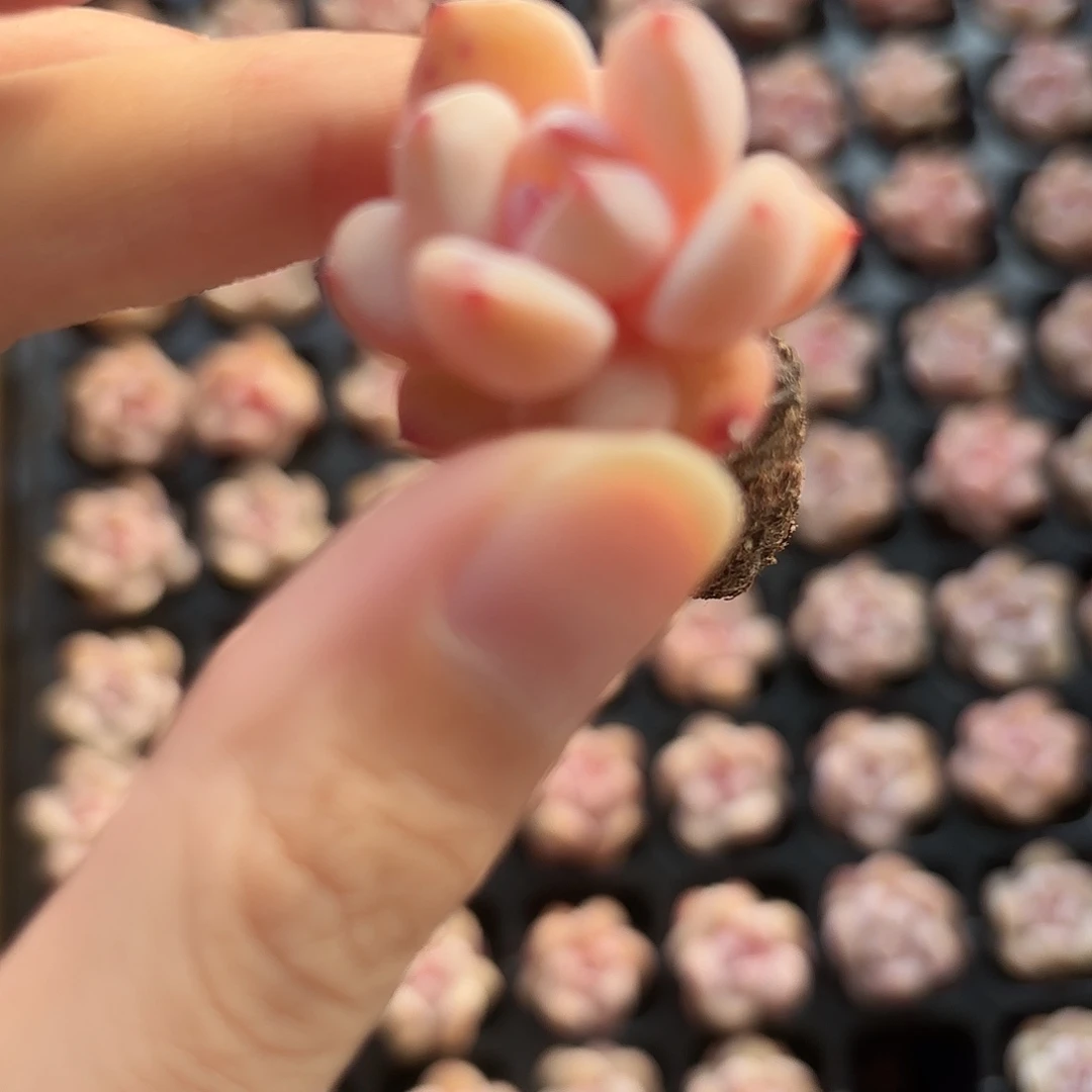 精品小穴苗粉笔多肉植物2颗