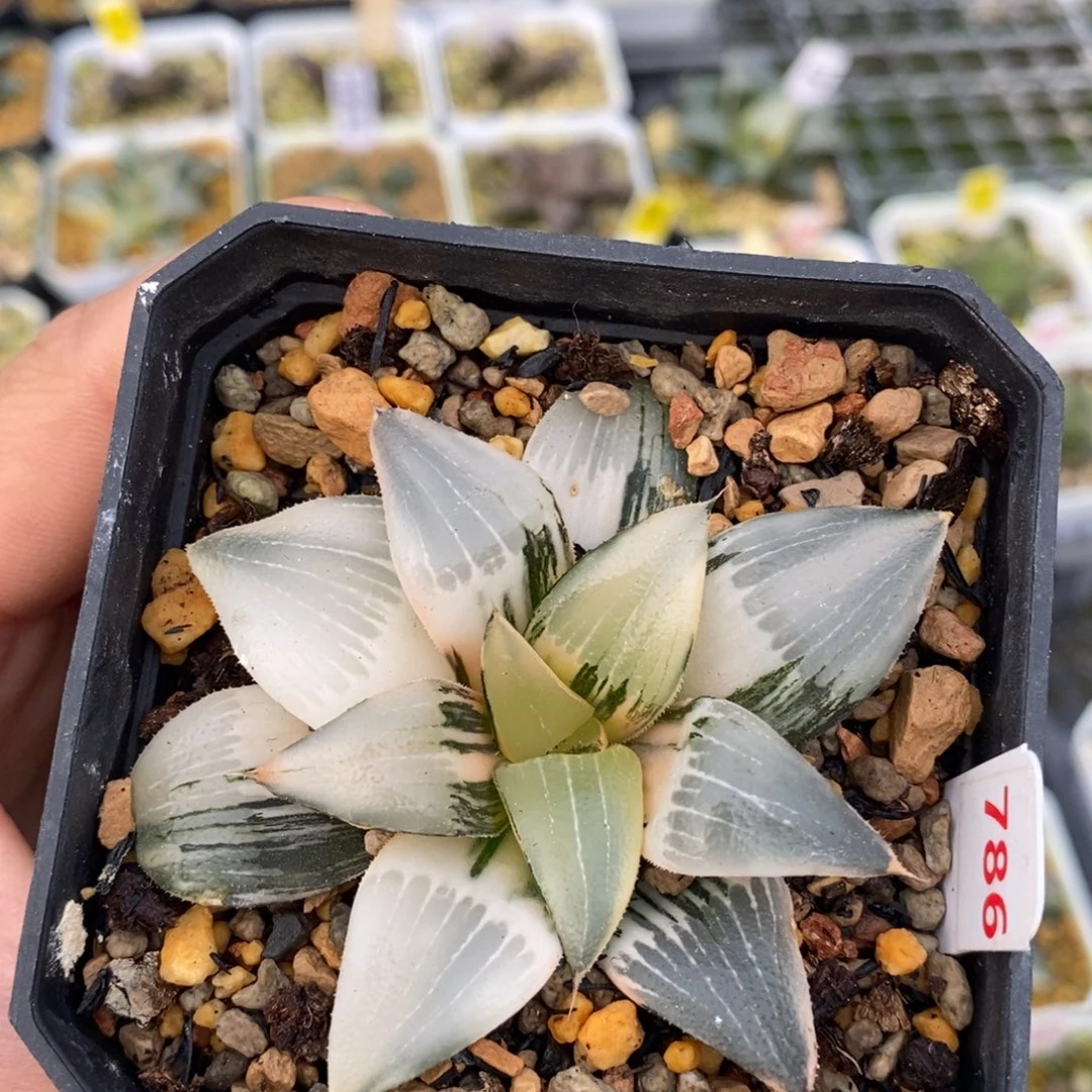 786裹克十二卷多肉植物