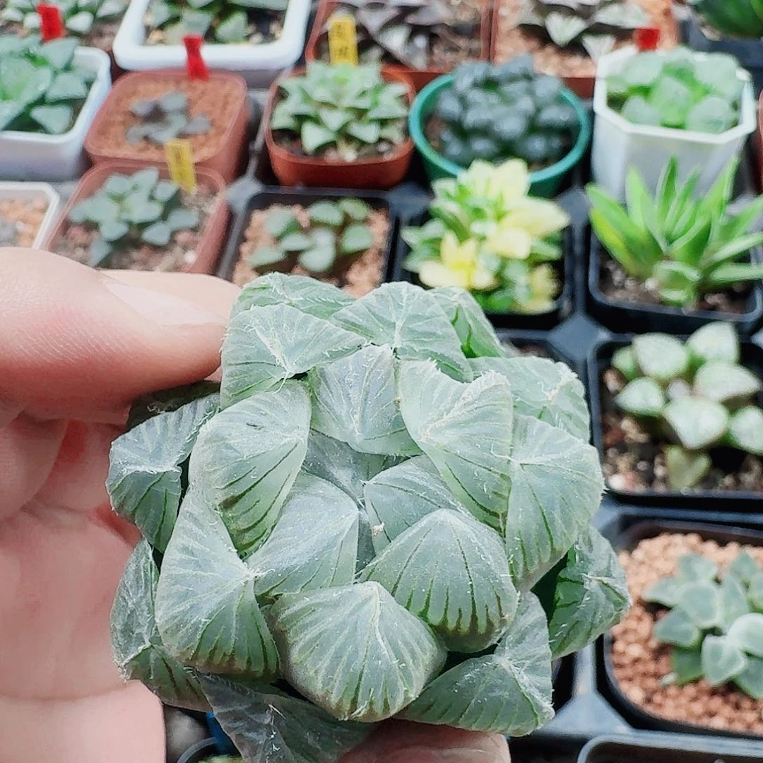 十二卷福利活动无根