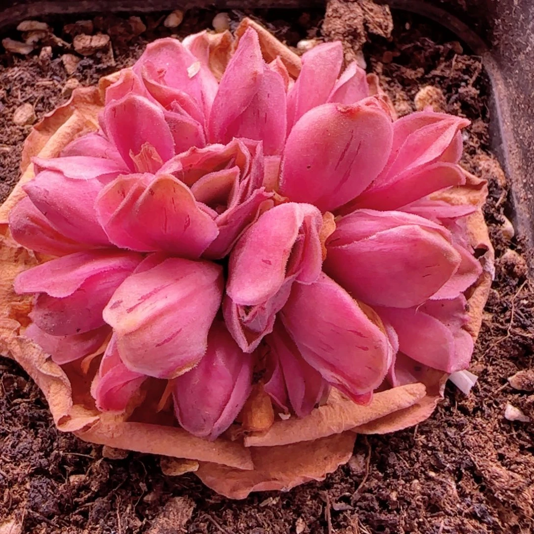 半城玫瑰十方杯开播福利66