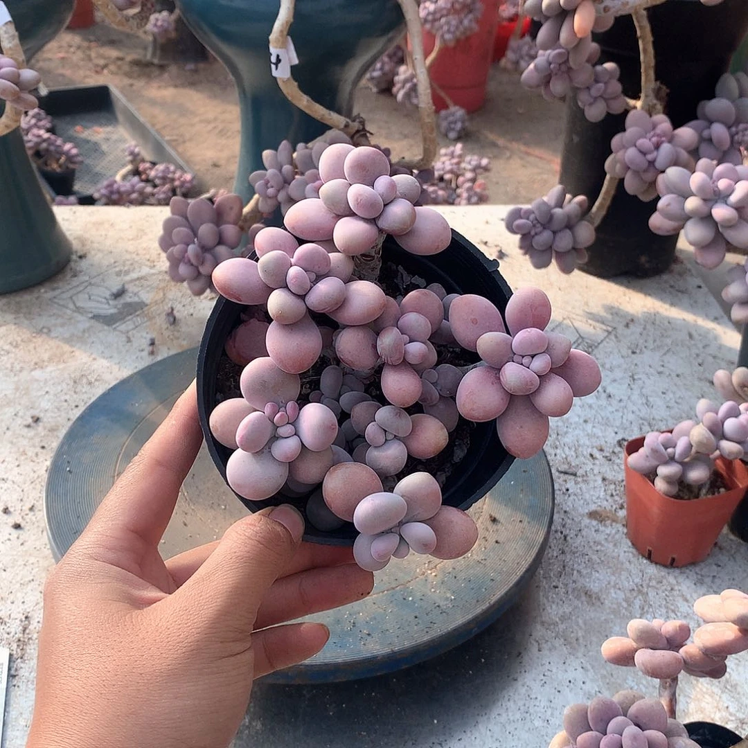 21一物一拍桃蛋老桩