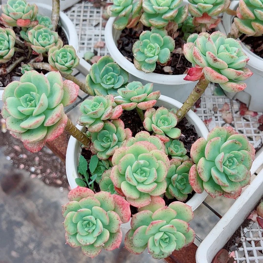 呢可沙拉玫瑰多头群生老桩