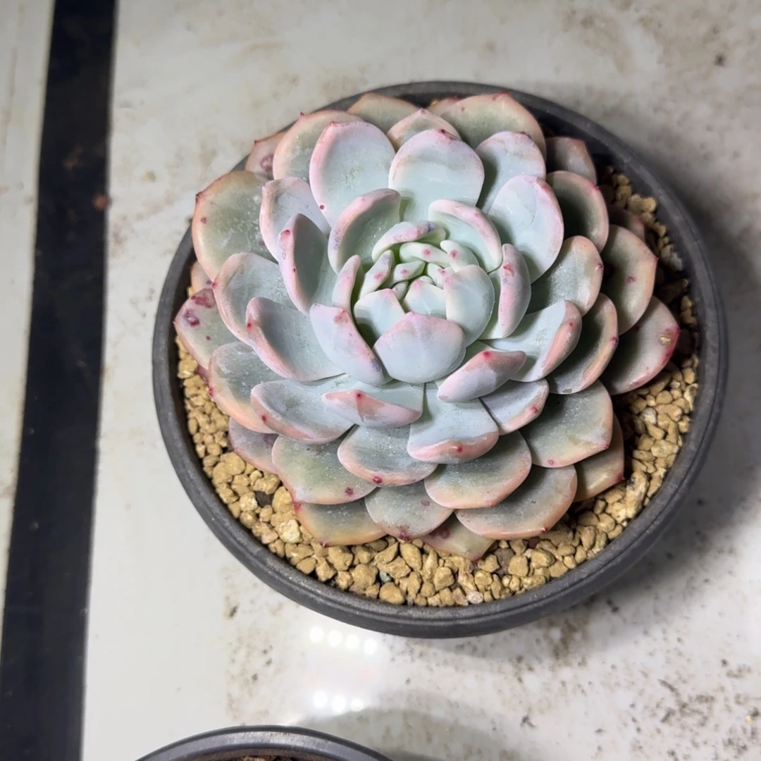 橙梦露 锦 一物一拍