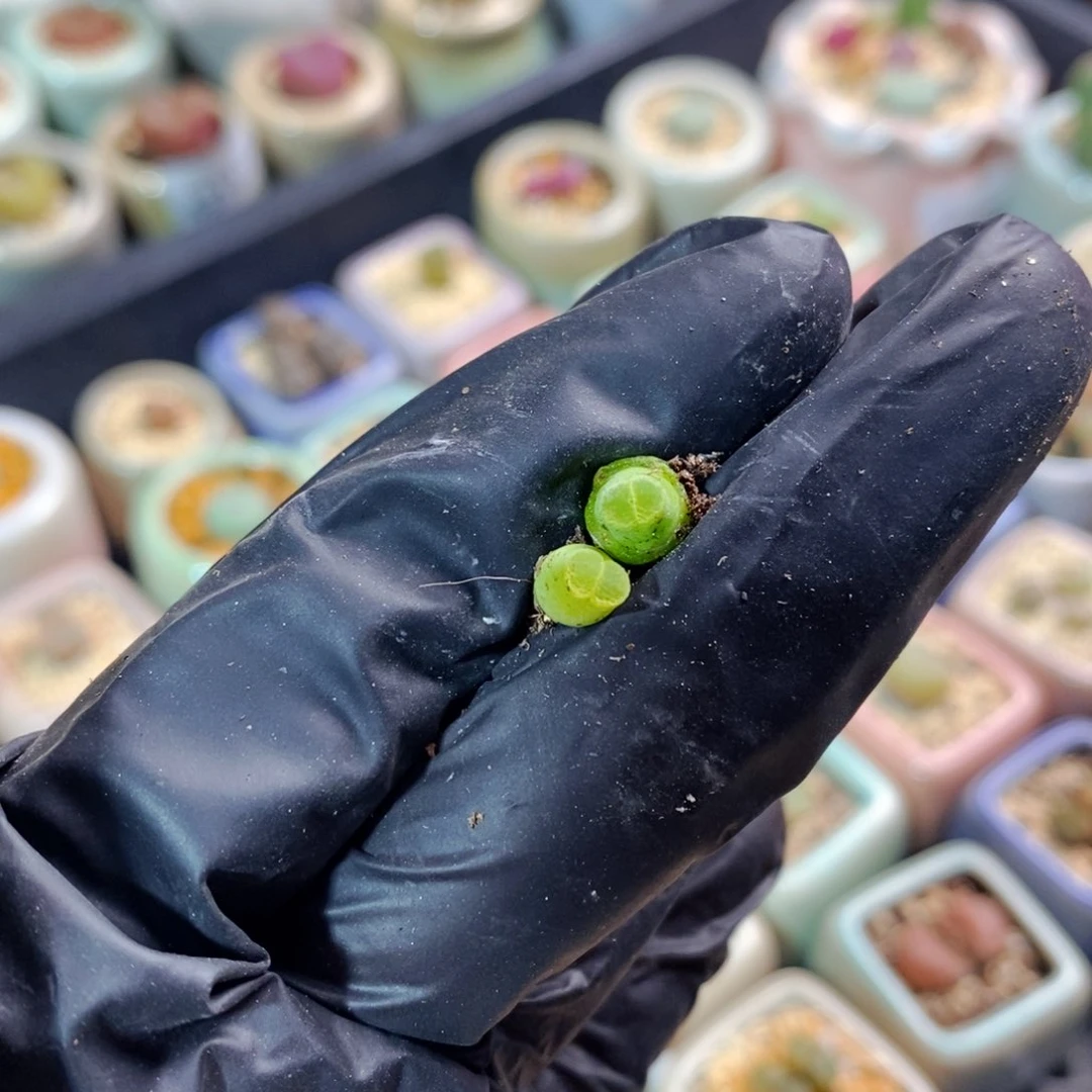 王*芬4404-一物一拍 奶瓶2颗 1416.14