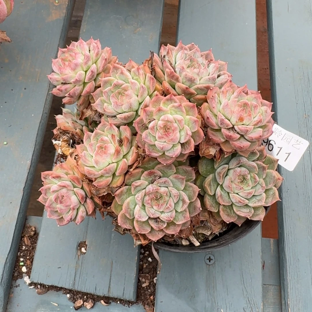 图***z9611杂交多肉植物基地