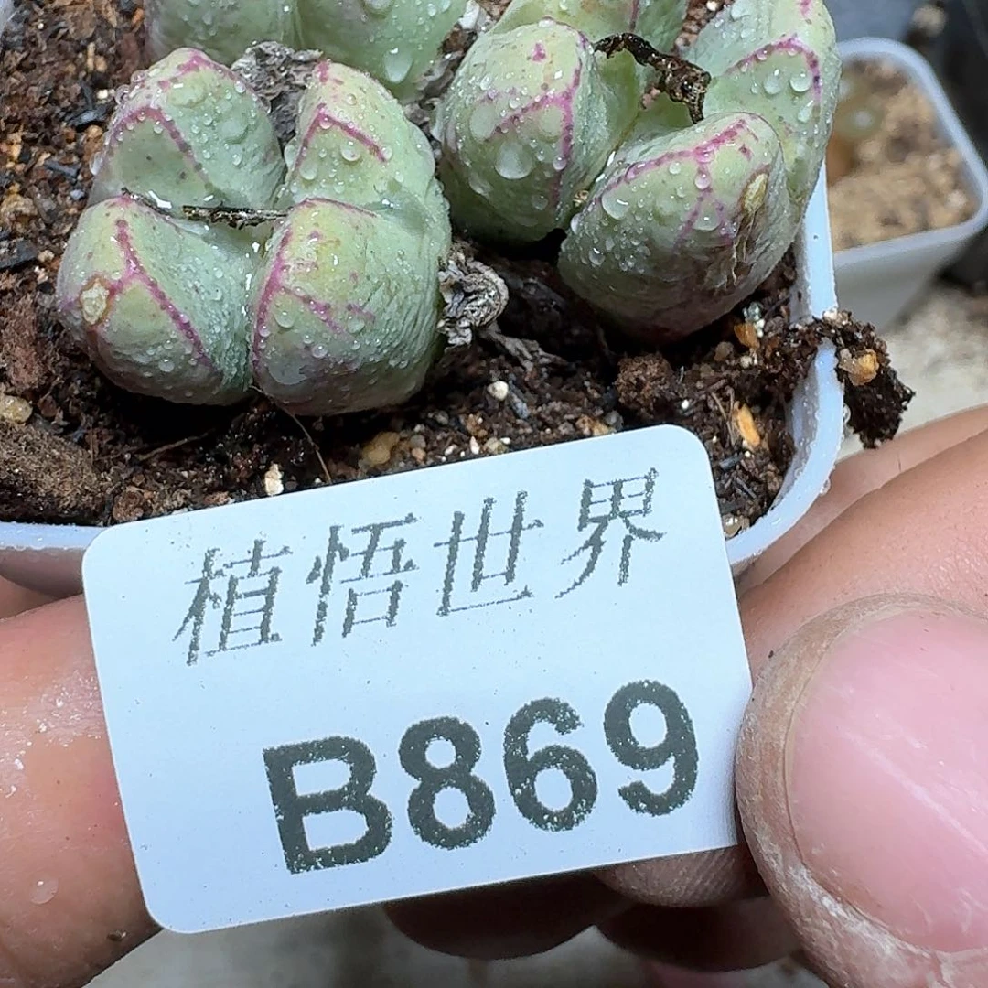 869盒多肉植物哇c g g