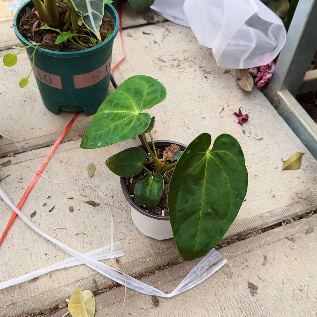 完全开放黑桃花烛一棵