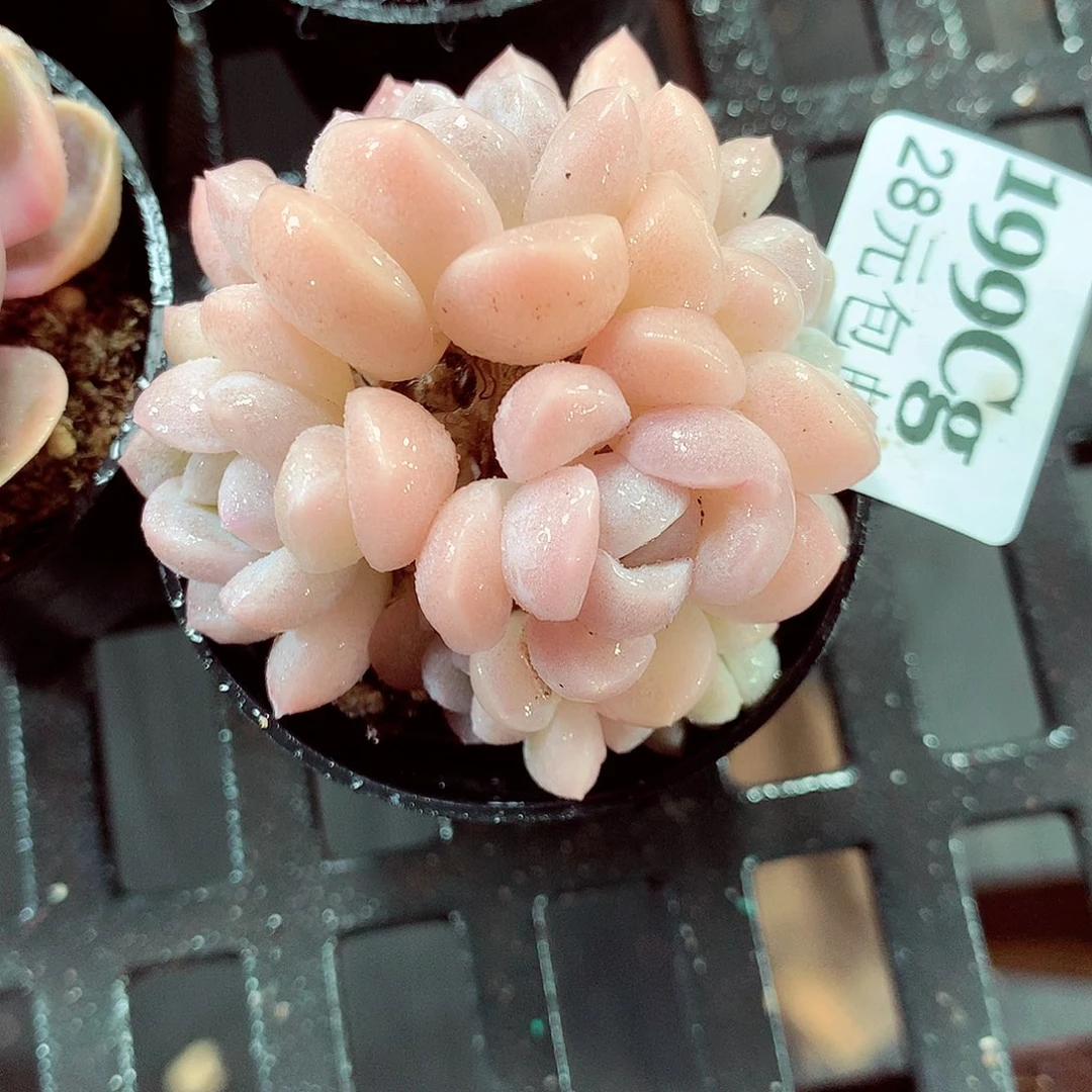 5厘米盆精控多肉199