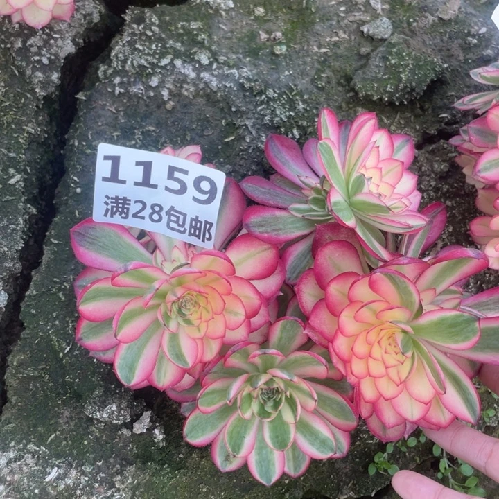 1159二号棚倾城母本E