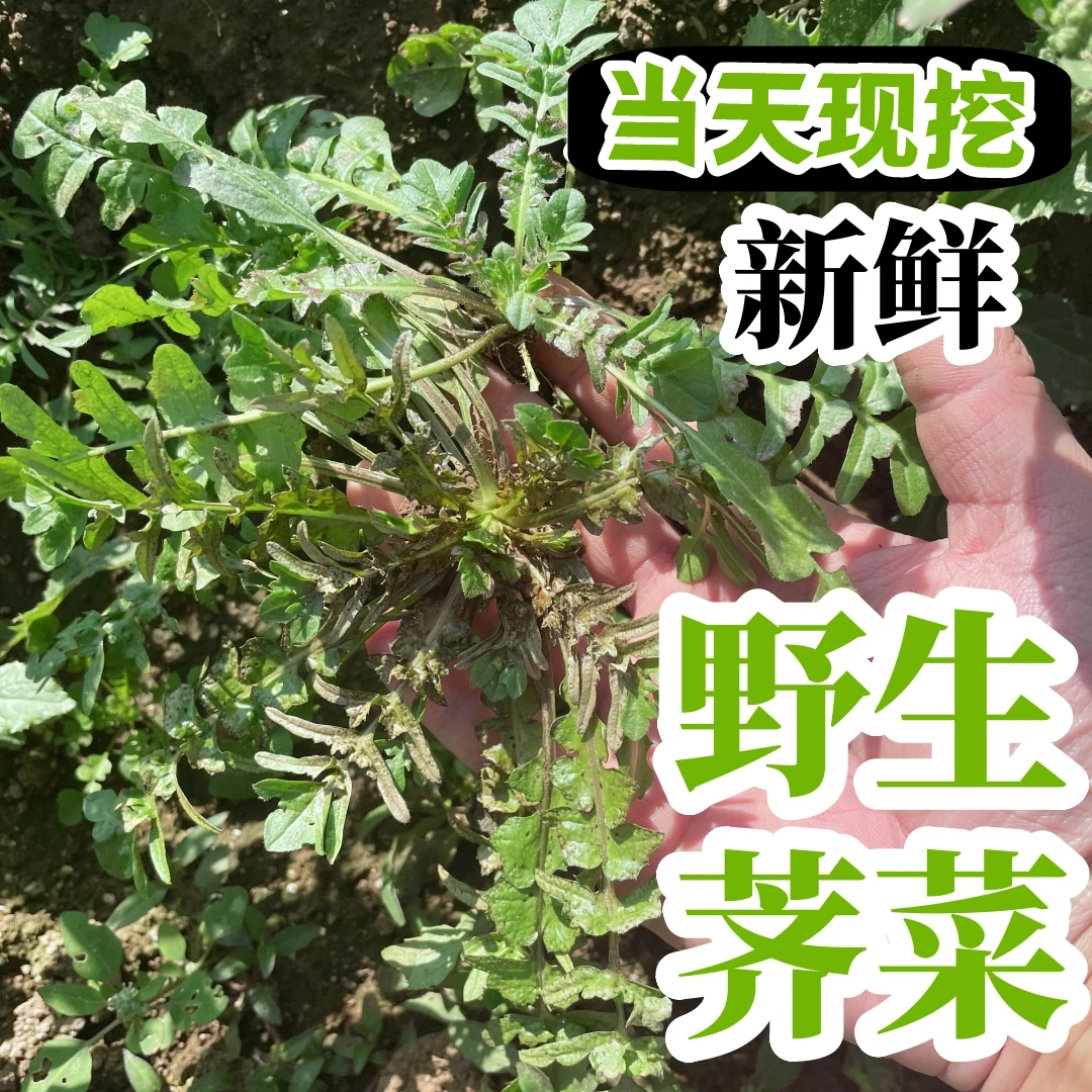 沂蒙山野生荠菜 新鲜现挖现发2斤3斤4斤芥菜包饺子混沌鲜嫩味浓郁
