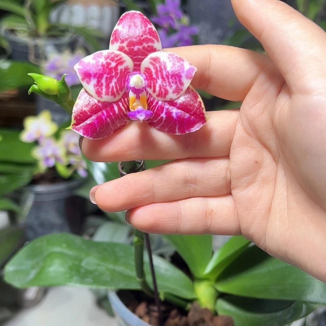 大部分开放少量花苞