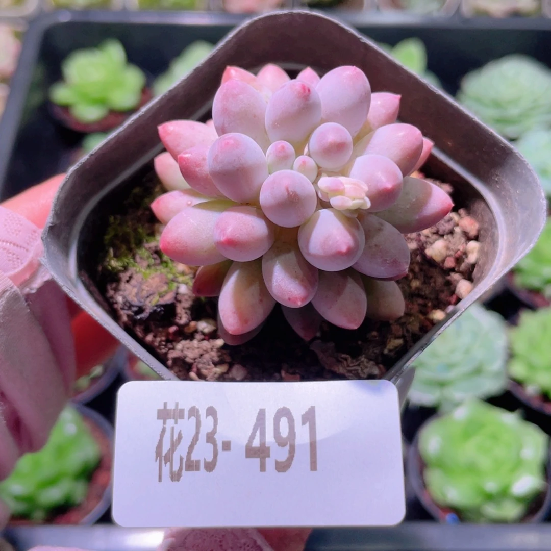 花利美23-491婴儿手指