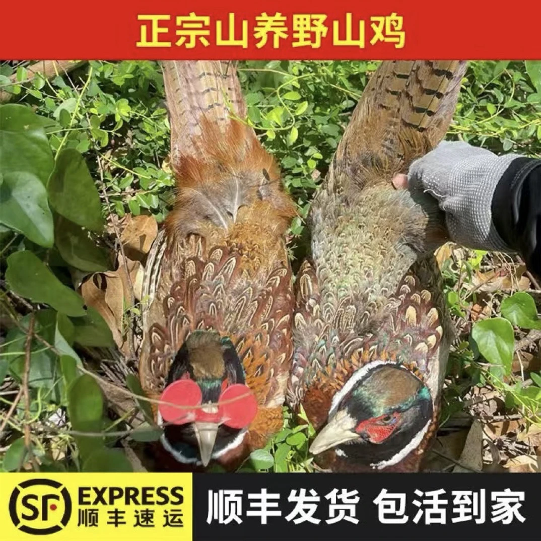 【宠物鸡】 七彩山鸡 吃五谷杂粮  顺丰包邮包活